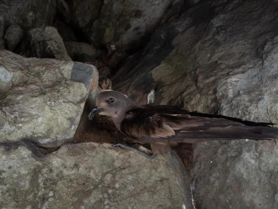 [转载]Avian Res|黄海黑叉尾海燕的多样化觅食行为策略
