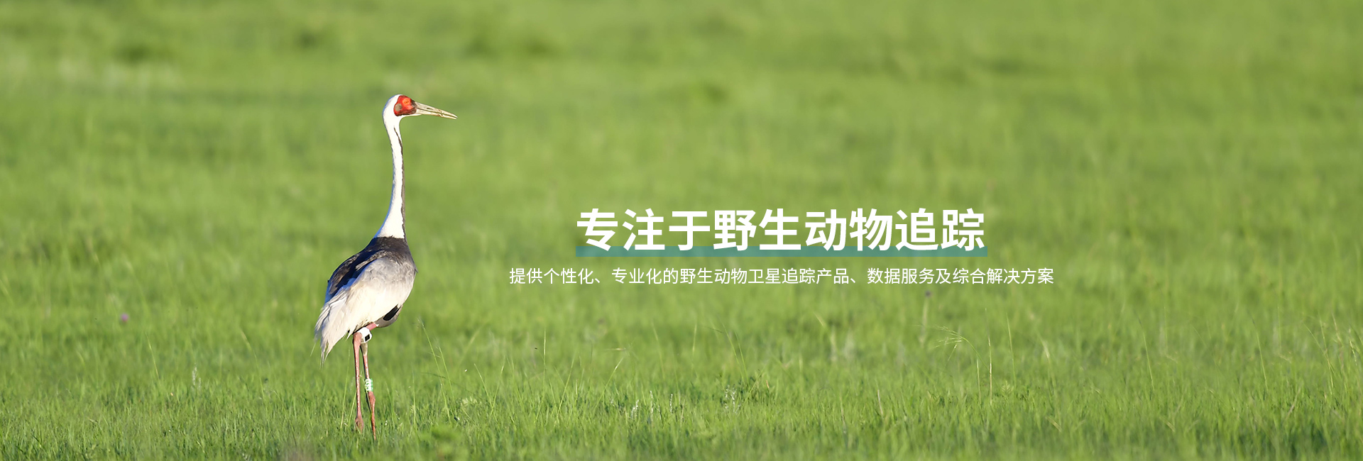 湖南环球信士科技有限公司_湖南野生动物追踪|湖南卫星追踪器